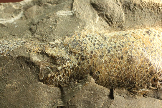 ウロコがよく保存されています！ポジ魚化石ブラジル・セアラ州産（その7）