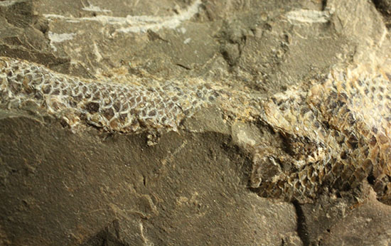ウロコがよく保存されています！ポジ魚化石ブラジル・セアラ州産（その8）