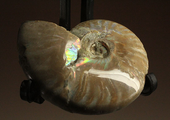 マダガスカルの海に生息していた遊色アンモナイト化石(Ammonite)（その1）