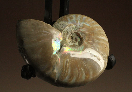 マダガスカルの海に生息していた遊色アンモナイト化石(Ammonite)（その12）