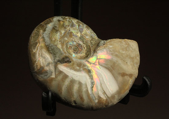 マダガスカルの海に生息していた遊色アンモナイト化石(Ammonite)（その2）