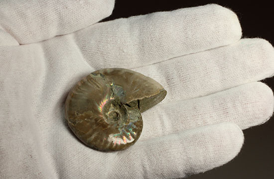 マダガスカルの海に生息していた遊色アンモナイト化石(Ammonite)（その4）