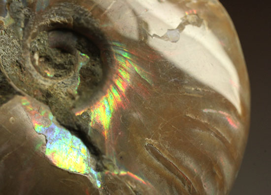 マダガスカルの海に生息していた遊色アンモナイト化石(Ammonite)（その7）