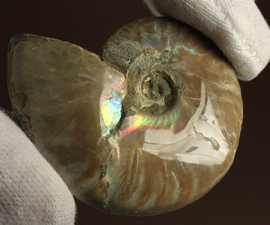 マダガスカルの海に生息していた遊色アンモナイト化石(Ammonite)（その8）