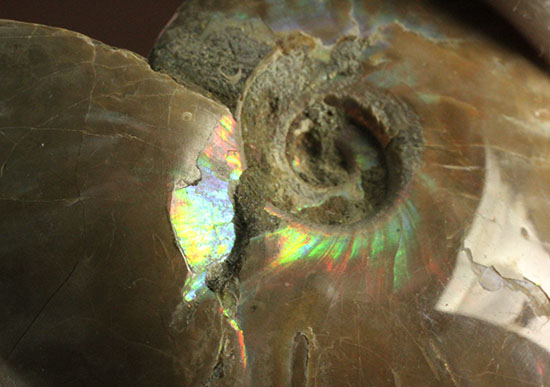 マダガスカルの海に生息していた遊色アンモナイト化石(Ammonite)（その9）