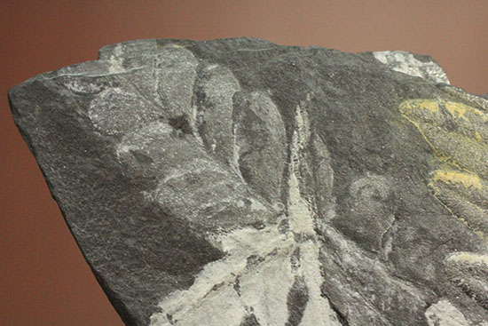 およそ３億年前のシダ植物化石(Fern)（その4）