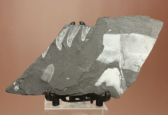 ⭐旧石器・化石⭐ 200万年前の人類が作った謎の「球形の石」が何のために使われ
