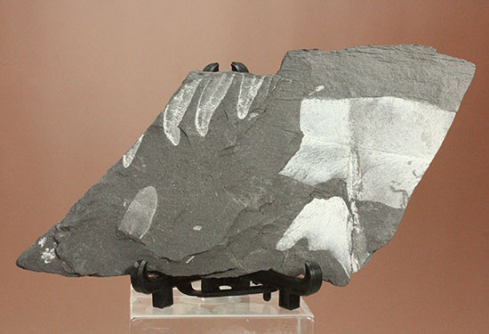 およそ３億年前のシダ植物化石(Fern)（その5）