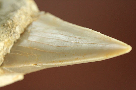 シワ模様が保存された、古代ザメの歯化石オトダス(Otodus obliqqus)(その1)