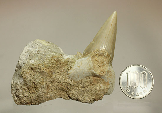 シワ模様が保存された、古代ザメの歯化石オトダス(Otodus obliqqus)(その10)