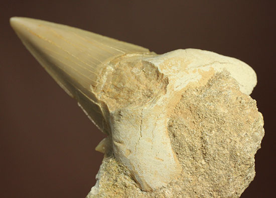 シワ模様が保存された、古代ザメの歯化石オトダス(Otodus obliqqus)(その3)