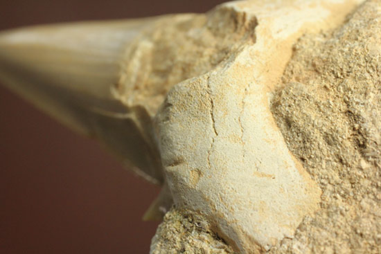 シワ模様が保存された、古代ザメの歯化石オトダス(Otodus obliqqus)(その7)