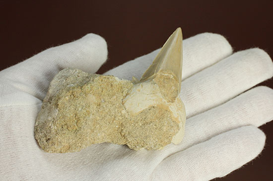 シワ模様が保存された、古代ザメの歯化石オトダス(Otodus obliqqus)(その8)