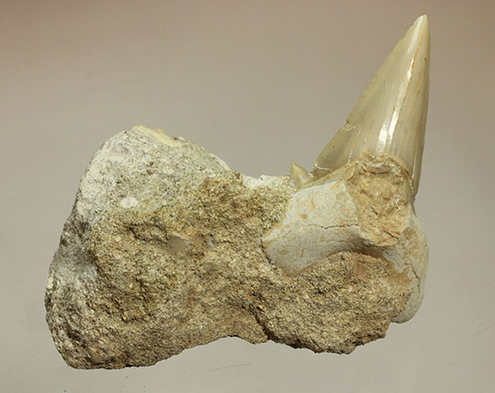 シワ模様が保存された、古代ザメの歯化石オトダス(Otodus obliqqus)(その9)