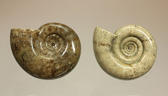 巻きがキレイ！北海道産アンモナイト２個セット(Ammonite)（その1）