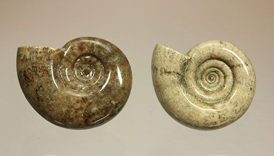 巻きがキレイ!北海道産アンモナイト2個セット(Ammonite)(その1)