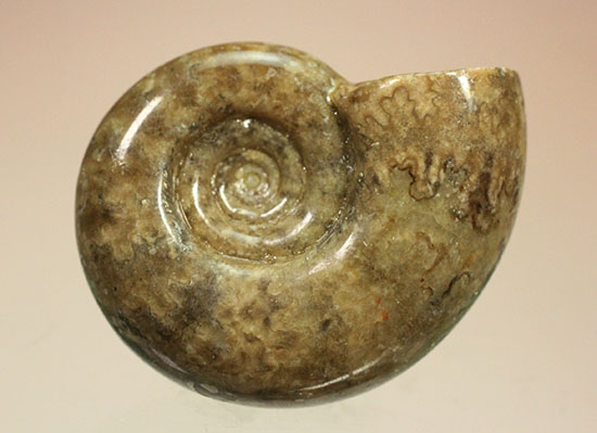 巻きがキレイ!北海道産アンモナイト2個セット(Ammonite)(その10)