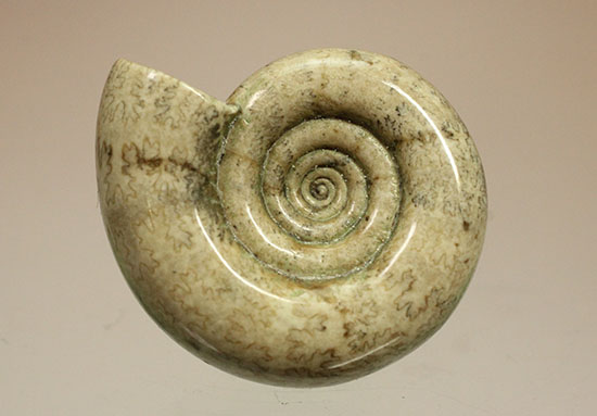 巻きがキレイ！北海道産アンモナイト２個セット(Ammonite)（その11）