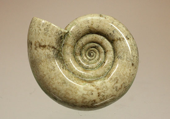 巻きがキレイ!北海道産アンモナイト2個セット(Ammonite)(その11)