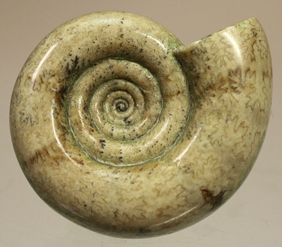 巻きがキレイ！北海道産アンモナイト２個セット(Ammonite)（その12）