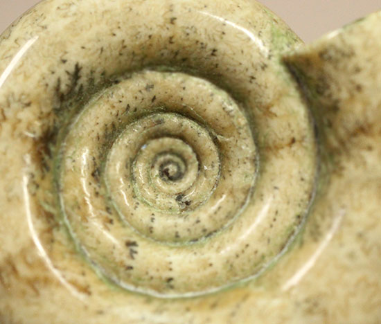 巻きがキレイ！北海道産アンモナイト２個セット(Ammonite)（その13）