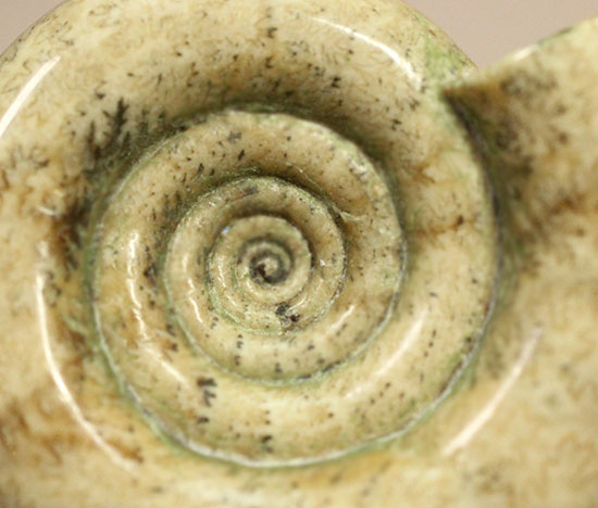 巻きがキレイ!北海道産アンモナイト2個セット(Ammonite)(その13)