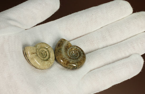 巻きがキレイ！北海道産アンモナイト２個セット(Ammonite)（その14）