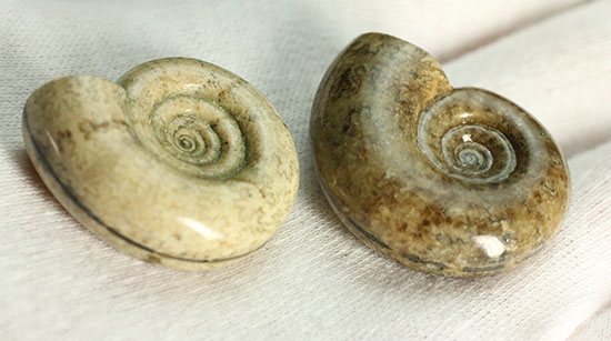 巻きがキレイ！北海道産アンモナイト２個セット(Ammonite)（その15）