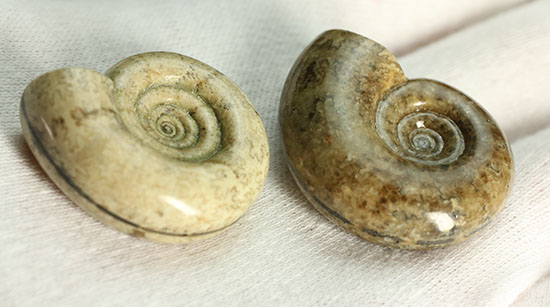 巻きがキレイ!北海道産アンモナイト2個セット(Ammonite)(その15)