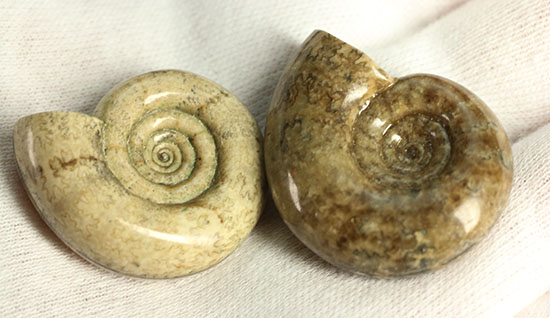 巻きがキレイ!北海道産アンモナイト2個セット(Ammonite)(その16)