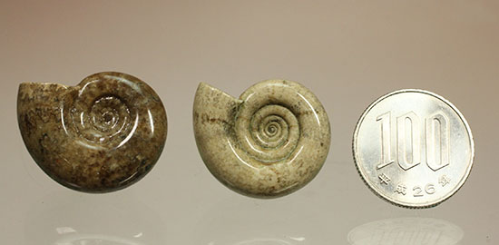 巻きがキレイ！北海道産アンモナイト２個セット(Ammonite)（その17）