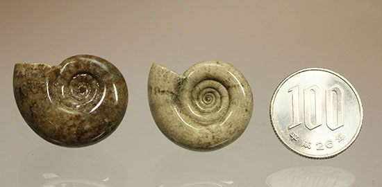 巻きがキレイ!北海道産アンモナイト2個セット(Ammonite)(その17)