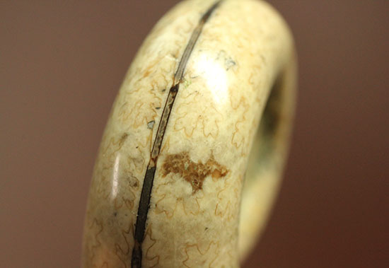巻きがキレイ!北海道産アンモナイト2個セット(Ammonite)(その2)