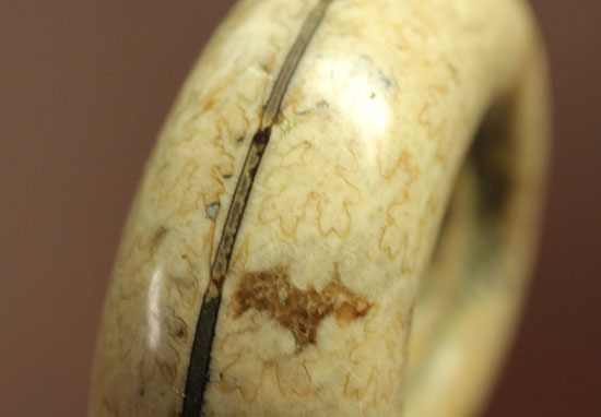 巻きがキレイ!北海道産アンモナイト2個セット(Ammonite)(その3)