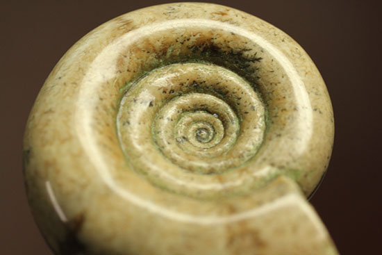 巻きがキレイ!北海道産アンモナイト2個セット(Ammonite)(その4)