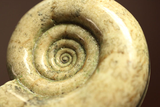 巻きがキレイ!北海道産アンモナイト2個セット(Ammonite)(その5)