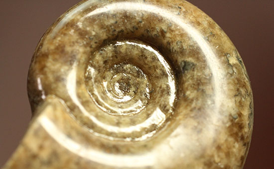 巻きがキレイ！北海道産アンモナイト２個セット(Ammonite)（その6）
