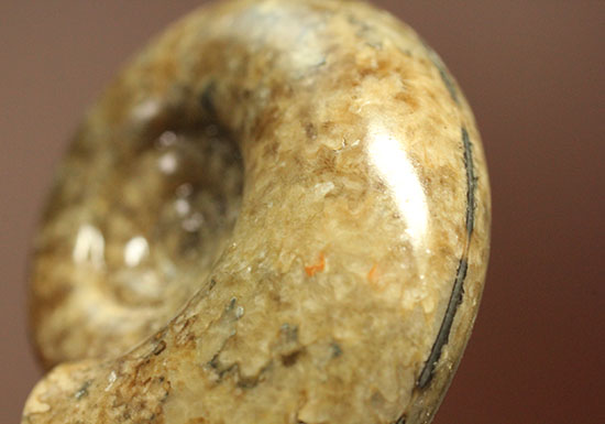 巻きがキレイ！北海道産アンモナイト２個セット(Ammonite)（その7）