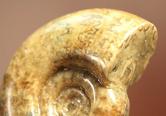 巻きがキレイ!北海道産アンモナイト2個セット(Ammonite)(その8)