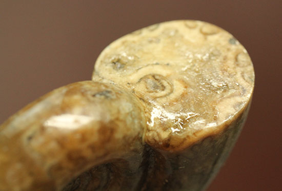 巻きがキレイ！北海道産アンモナイト２個セット(Ammonite)（その9）