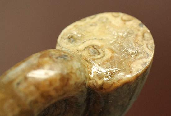 巻きがキレイ!北海道産アンモナイト2個セット(Ammonite)(その9)