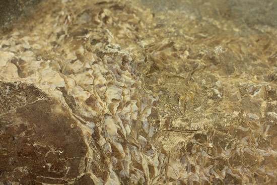 生々しいグロテスクな味わい、ブラジル産魚化石（その8）