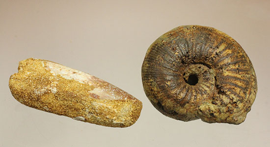 モロッコ産本物ペア化石　スピノサウルス歯とアンモナイト（その1）