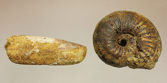 モロッコ産本物ペア化石　スピノサウルス歯とアンモナイト（その16）