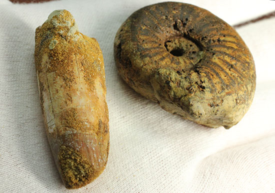 モロッコ産本物ペア化石　スピノサウルス歯とアンモナイト（その3）