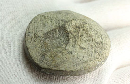 表面ポリッシュ！モロッコ産ゴニアタイト化石(Goniatite)（その7）