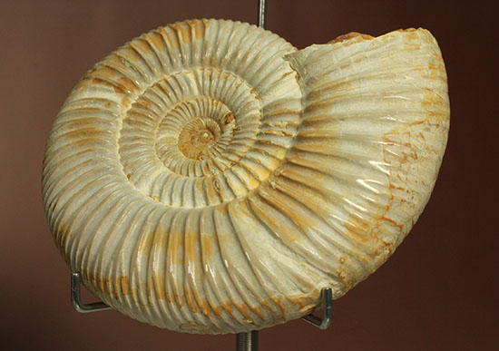 理想的な肋模様を有する、マダガスカル産ペリスフィンクテスアンモナイト(Perisphinctes)（その1）