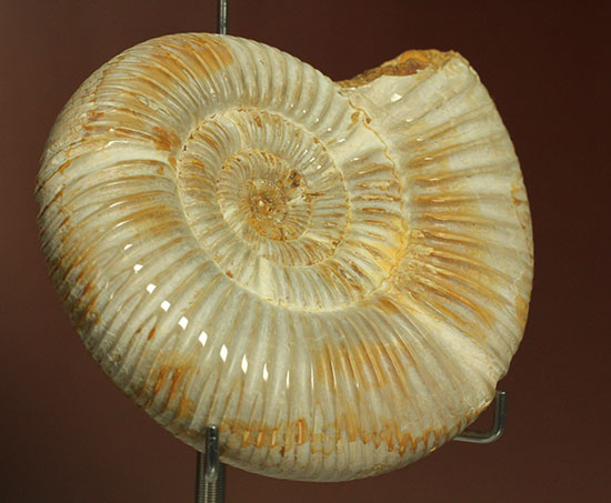 理想的な肋模様を有する、マダガスカル産ペリスフィンクテスアンモナイト(Perisphinctes)（その13）