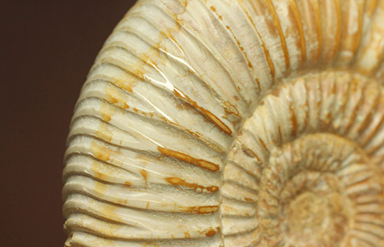理想的な肋模様を有する、マダガスカル産ペリスフィンクテスアンモナイト(Perisphinctes)（その14）