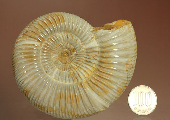 理想的な肋模様を有する、マダガスカル産ペリスフィンクテスアンモナイト(Perisphinctes)（その15）